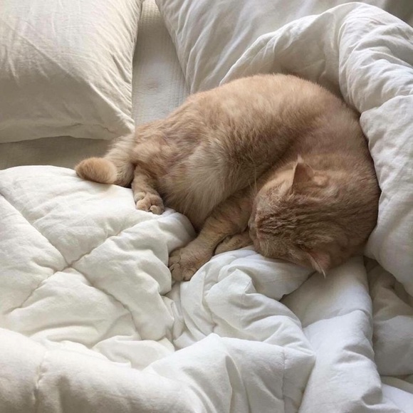 beige โpurr-oud parentโ crewneck | custom โcat momโ crewneck sweatshirt ๐ฑ - Picture 3 of 6